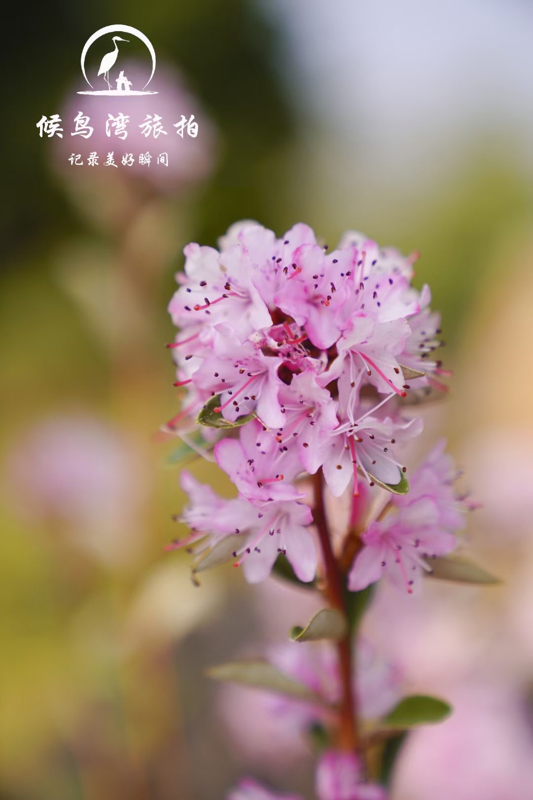 麗江拉市海候鳥(niǎo)灣戶(hù)外拓展基地